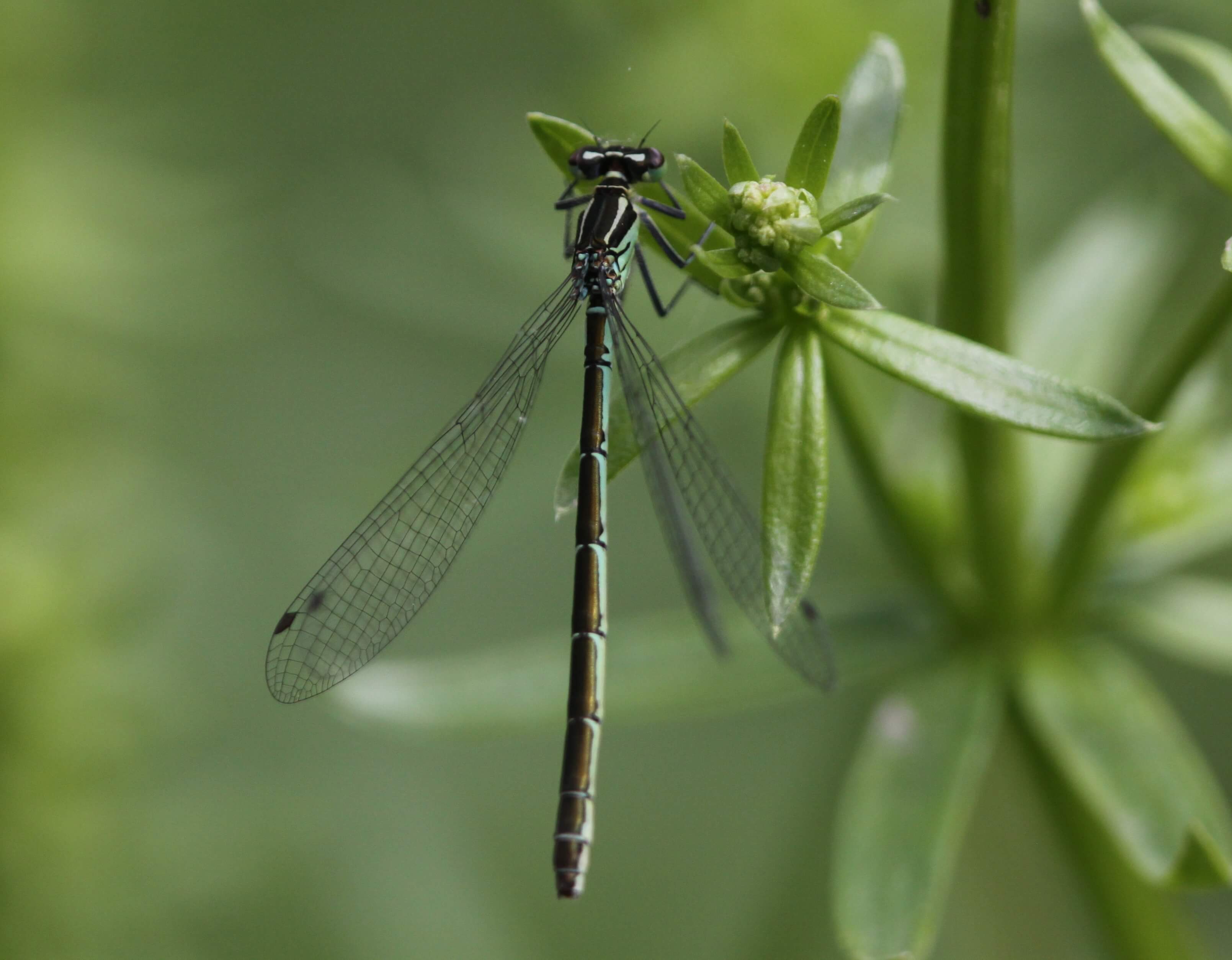 Female Northern Damselfly by Damian Pinguey